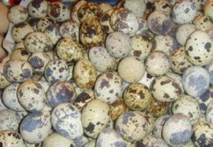 全國供應鵪鶉蛋及全產業鏈服務 廠家直銷批發與飼料原料銷售指南